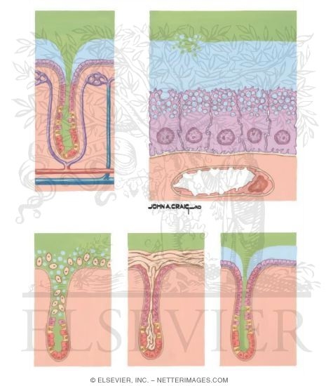 Mucosal Mechanisms