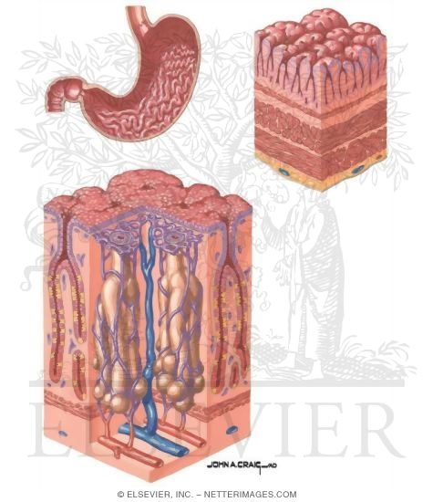 Gastric Anatomy