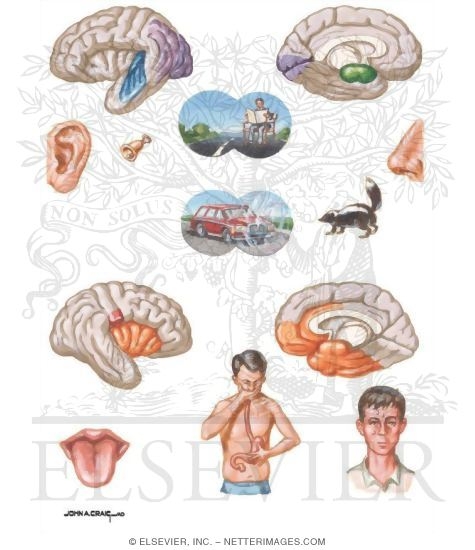 Partial Motor and Autonomic Seizures