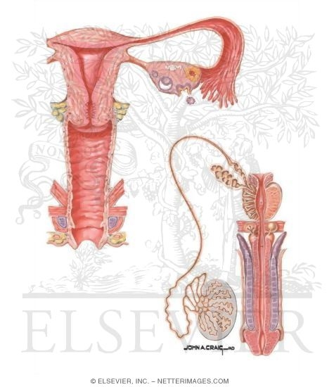 Watermarked preview of unlabeled image: Female and Male Reproductive Tracts