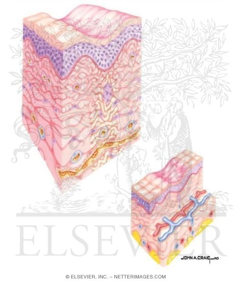 Watermarked preview of unlabeled image: Skin Wound Repair