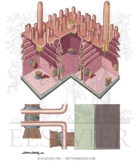 Section of Three Cells