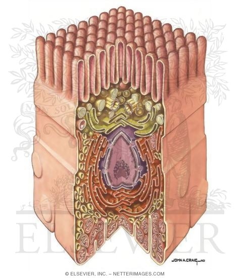 The Cell