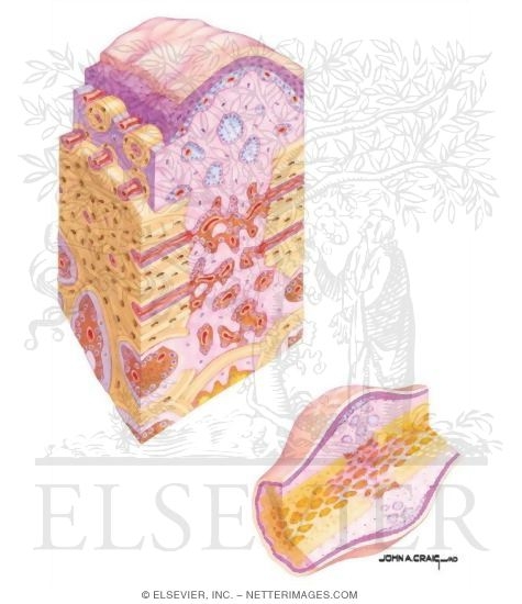 Watermarked preview of unlabeled image: Bone Repair (Late Phase)