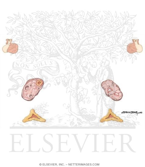 Pituitary and Ovarian Hormone Changes in Menopause