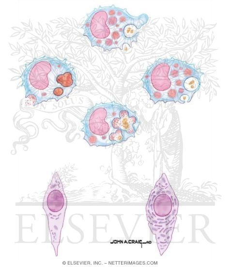 Phagocytosis