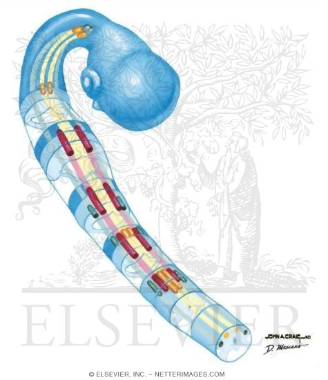 Watermarked preview of unlabeled image: Development of Motor Nuclei in the Brainstem
