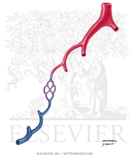 Watermarked preview of unlabeled image: Distribution of Specific Vasculitis Syndromes