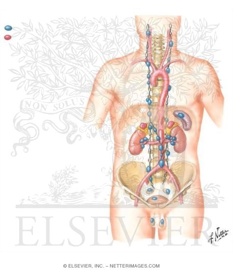 Watermarked preview of unlabeled image: Potential Sites of Pheochromocytoma