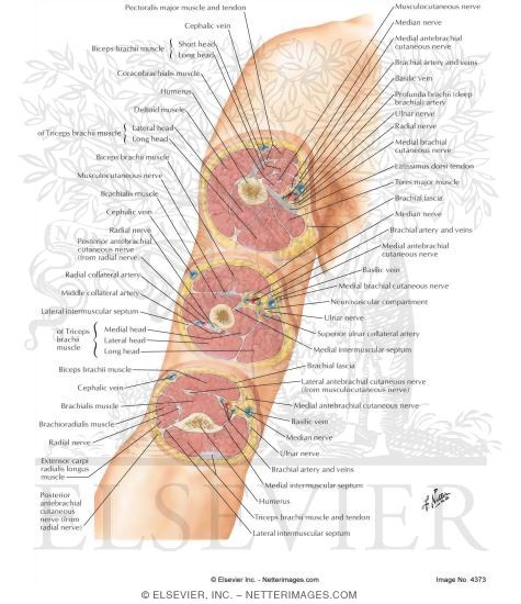 Cross-Sectional Anatomy of Upper Arm 