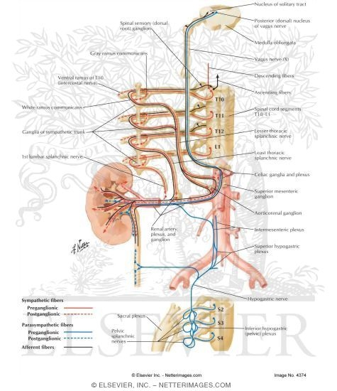 Innervation of Kidneys, Ureters and Bladder