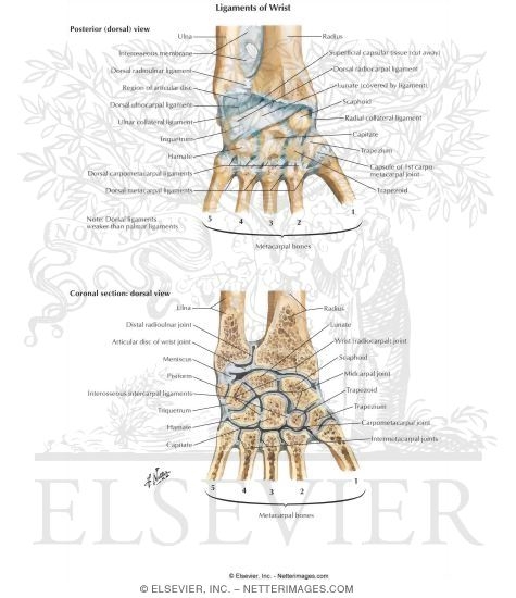Ligaments of Wrist
Vertical Section thorugh Wrist Joints
Joints