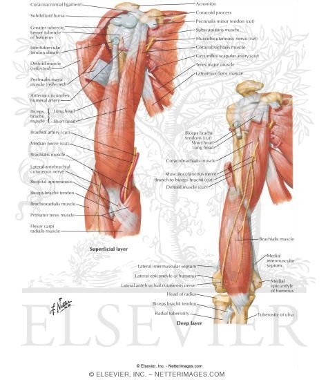 Arm Muscles With Portions Of Arteries And Nerves Muscles Of Arm Anterior Views