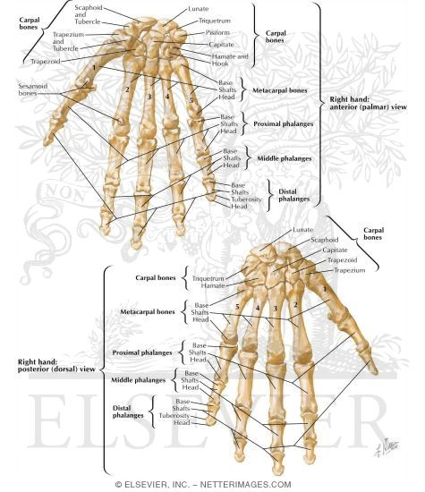 Bones of Wrist and Hand