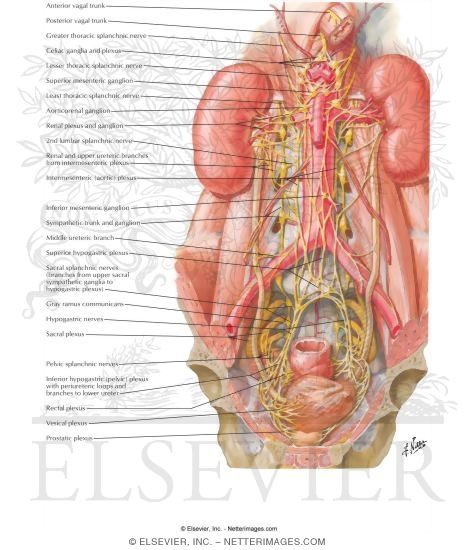 Innervation of Kidneys, Ureters and Bladder
Nerves of Kidneys, Ureters and Urinary Bladder