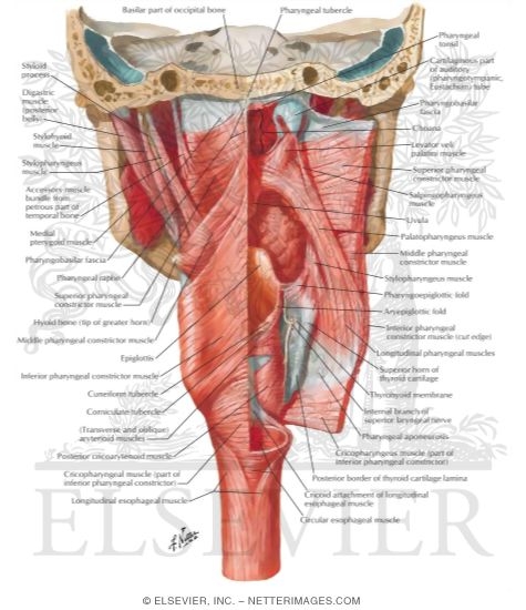 Muscles of Pharynx: Partially Opened Posterior View
Musculature of Pharynx
Posterior View of Pharyngeal Muscles