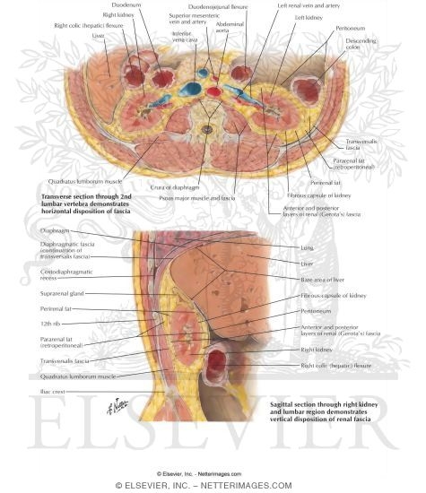 Renal Fascia