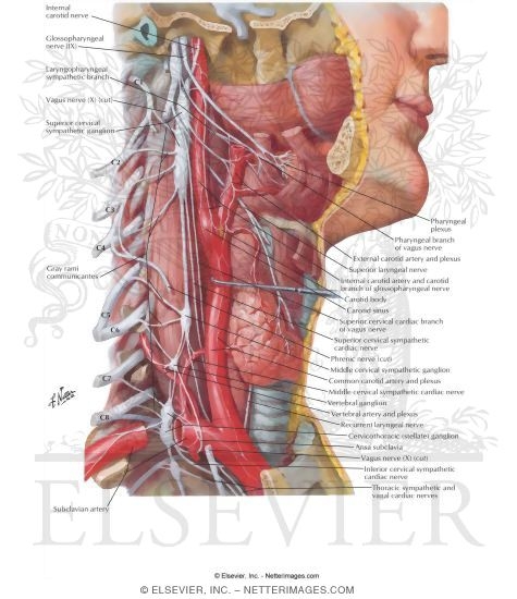 autonomic nerves in neck