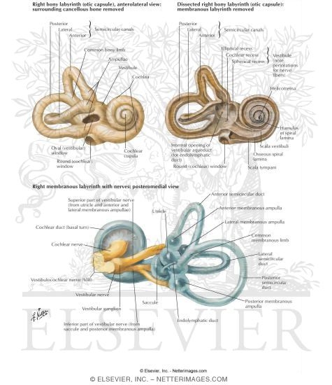 Osseous and Membranous Labyrinths
Bony and Membranous Labyrinths