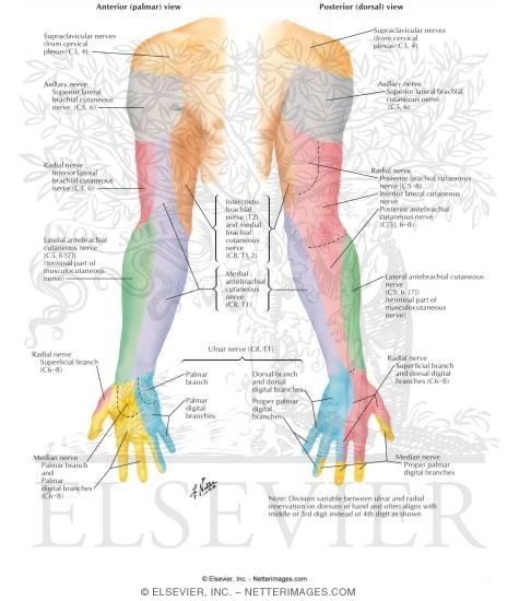 Cutaneous Innervation of the Upper Limb 