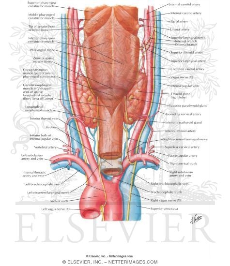 Watermarked preview of labeled image: Thyroid Gland and Pharynx: Posterior View