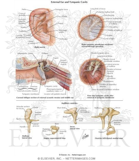 External Ear and Tympanic Cavity