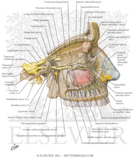 Opthalmic (V1) and Maxillary (V2) Nerves
