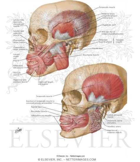Muscles Involved In Mastication