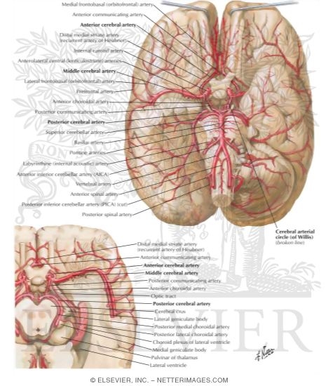 Arteries At The Base Of The Brain