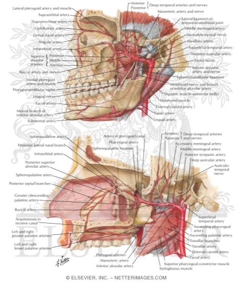 Arterial Supply of the Mouth and Pharynx II
Maxillary Artery
Blood Supply of Mouth and Pharynx