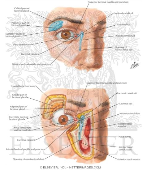 Lacrimal Apparatus