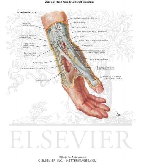 Muscles Of The Hand Wrist And Hand Superficial Radial Dissection