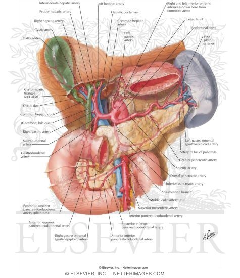 Arterial Blood Supply of Liver, Biliary System and Pancreas (Anterior View)