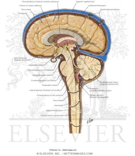 Circulation of Cerebrospinal Fluid