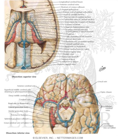 Watermarked preview of labeled image: Deep Veins of Brain