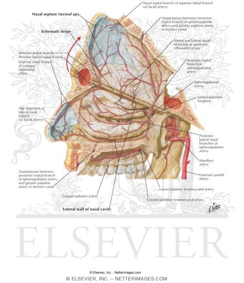 Arteries of Nasal Cavity: Nasal Septum Turned Up