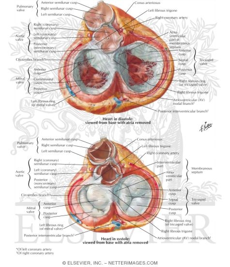 Cardiac Valves Open and Closed
Valves and Fibrous Skeleton of Heart
Valves of Heart