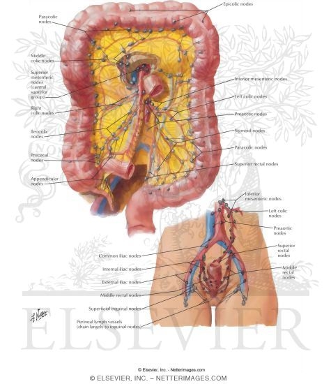 Watermarked preview of labeled image: Lymph Drainage of Large Intestine