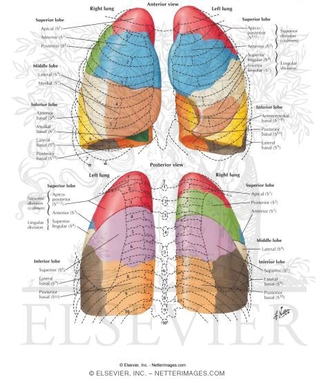 Bronchopulmonary Segments
Pulmonary Segments in Relationship to Ribs