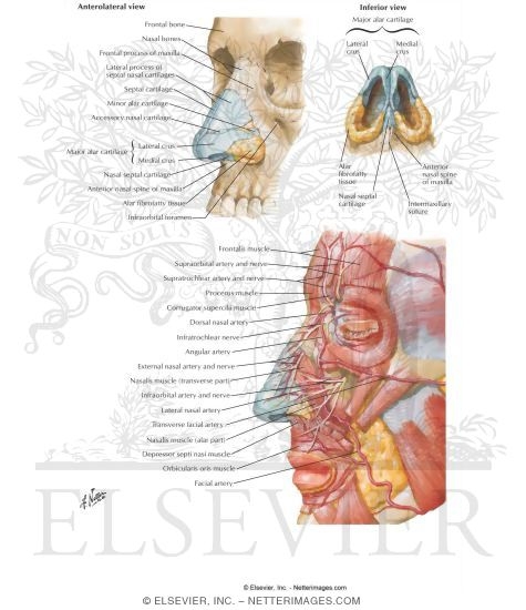 Nose 