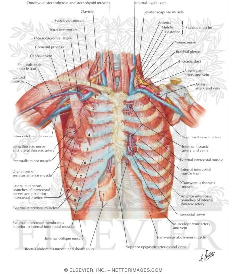 Thorax Human Anatomy - Anatomy Drawing Diagram