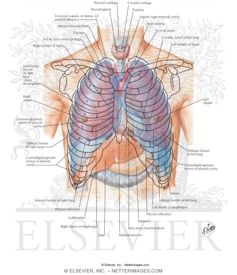 Watermarked preview of labeled image: Topography of Lungs: Anterior View