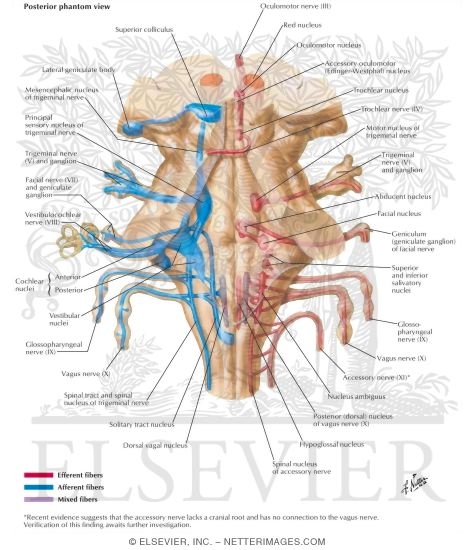 Cranial Nerve Nuclei In Brainstem: Schema