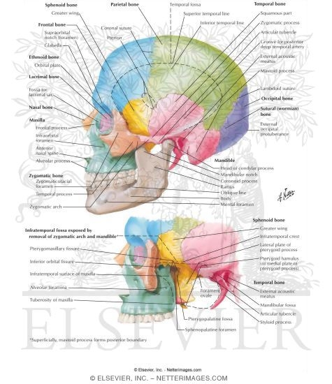 Lateral Aspect of Skull
