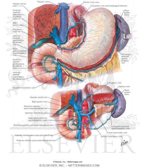 Veins of Stomach, Duodenum, Pancreas and Spleen
Venous Drainage of Stomach and Duodenum