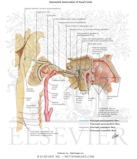 Autonomic Innervation of Nasal Cavity
Division of Nerve of Pterygoid Canal (Vidian N.) Via Transantral Route