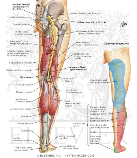 Sciatic Nerve (L4, L5; S1, S2, S3) and Posterior Femoral Cutaneous Nerve (S1, S2, S3)
Sciatic Nerve and Posterior Cutaneous Nerve of Thigh