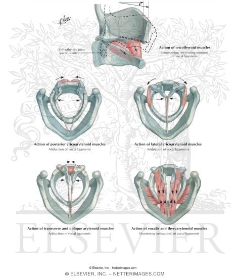 Action of Intrinsic Muscles of Larynx
