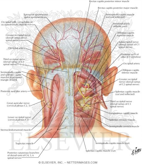 Suboccipital Triangle