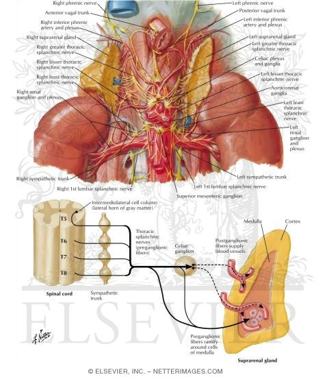 Innervation of the Adrenal Glands
